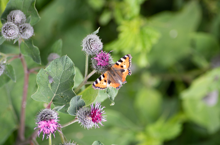 The beauty of Russian nature, natural parks of the Moscow region, Butterfly on flower.の写真素材