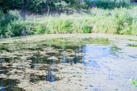 Forest pond around here to fish.の写真素材