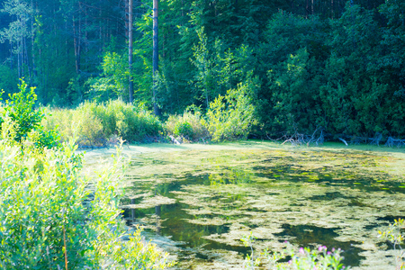 Forest pond around here to fish.の写真素材