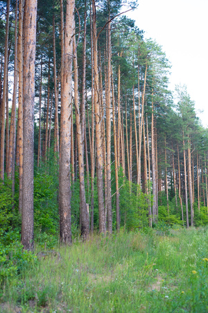 the beauty of Russian nature 2018, Majestic pines.の写真素材