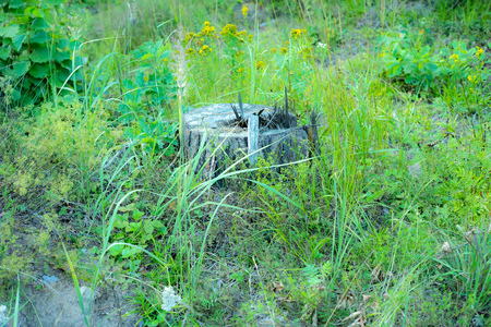 the beauty of Russian nature.の写真素材