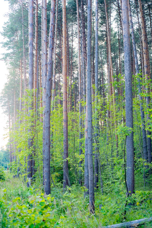 Majestic pines.の写真素材