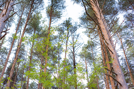 Majestic pines.の写真素材