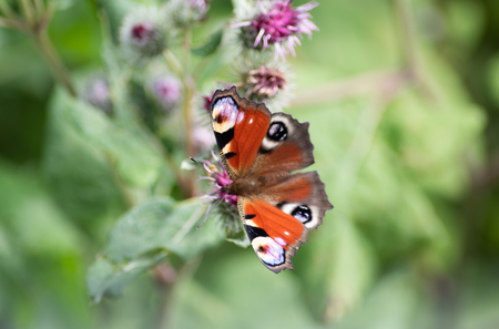 The beauty of Russian nature, natural parks of the Moscow region.Butterfly on flower.の写真素材
