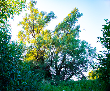 The beauty of Russian nature, natural parks of the Moscow region.の写真素材