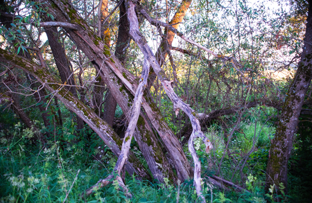 The beauty of Russian nature, natural parks of the Moscow region, the Overgrown forest.の写真素材