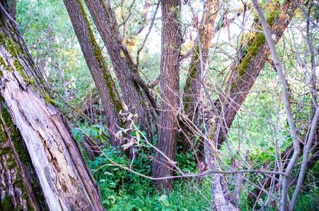 The beauty of Russian nature, natural parks of the Moscow region, the Overgrown forest.の写真素材
