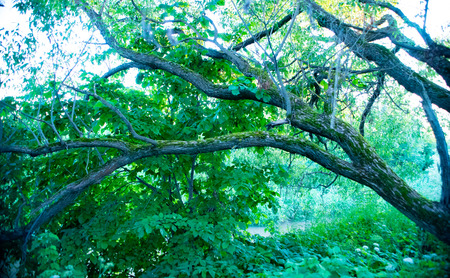 The beauty of Russian nature, natural parks of the Moscow region.の写真素材
