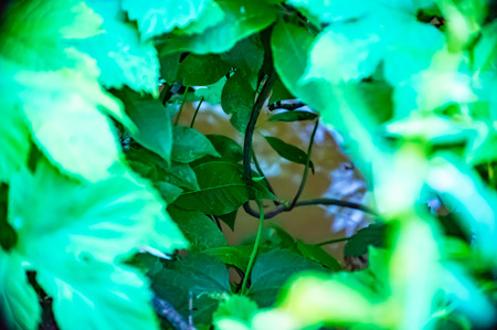 sergiev_posad.  Nature_of_moscow_region_summer_2018,The beauty of Russian nature, natural parks of the Moscow regionの写真素材