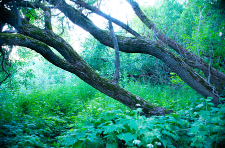 sergiev_posad. Nature_of_moscow_region_summer_2018, The beauty of Russian nature, natural parks of the Moscow region, the Overgrown forestの写真素材