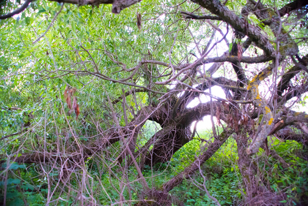 sergiev_posad.  Nature_of_moscow_region_summer_2018,The beauty of Russian nature, natural parks of the Moscow regionの写真素材