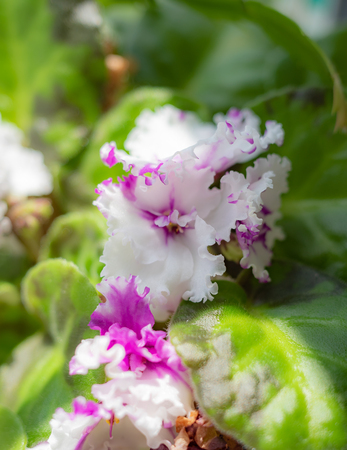 Nature of Moscow region summer 2018.-green velvet leaves.Beautiful flowers in home lighting.の写真素材