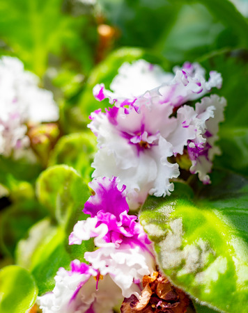 Nature of Moscow region summer 2018.Beautiful flowers in home lighting.green velvet leaves.の写真素材