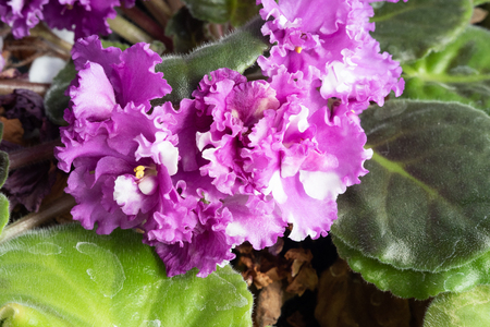 Nature of Moscow region summer 2018.Beautiful flowers in home lighting, green velvet leaves.の写真素材