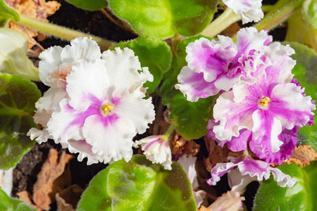 Nature of Moscow region summer 2018.green velvet leaves.Beautiful flowers in home lighting.の写真素材