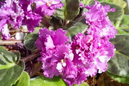 Nature of Moscow region summer 2018.Beautiful flowers in home lighting.blue curly flowers.の写真素材