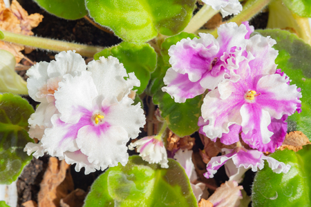 Nature of Moscow region summer 2018.Beautiful flowers in home lighting.の写真素材