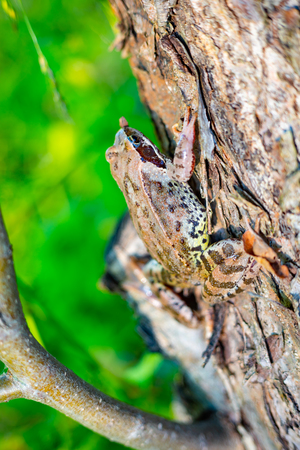 Nature of Moscow region summer 2018.Toad something caught, but not eats-pretends that she is innocent.の写真素材