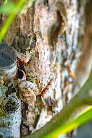 Nature of Moscow region summer 2018.Toad something caught, but not eats-pretends that she is innocent.の写真素材