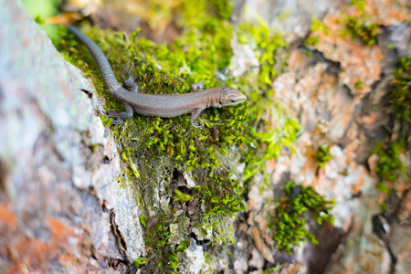 Nature of Moscow region summer 2018.A lizard basks in the sunの写真素材