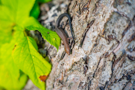 Nature of Moscow region summer 2018.A lizard basks in the sunの写真素材
