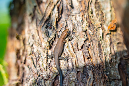Nature of Moscow region summer 2018.A lizard basks in the sunの写真素材