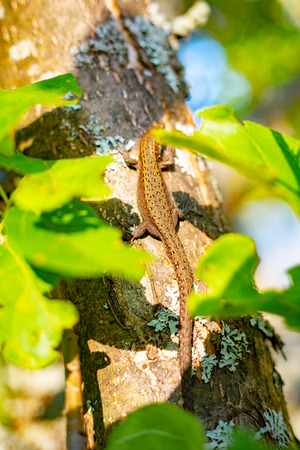 Nature of Moscow region summer 2018.A lizard basks in the sunの写真素材