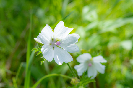 bright wildflowers.2018の写真素材