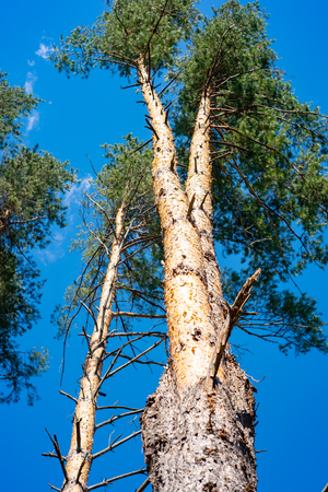 Majestic beautiful trees on a blue skyの写真素材