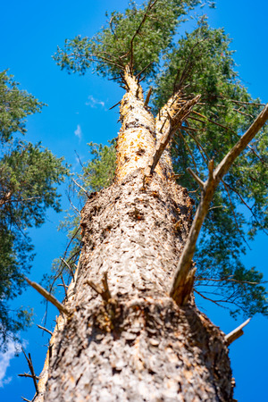 Majestic beautiful trees on a blue sky.の写真素材