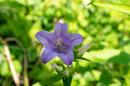 a Very beautiful, bright wildflowersの写真素材