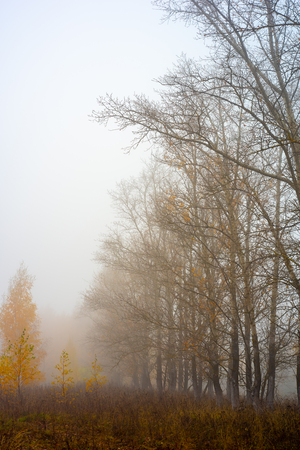 Nature of moscow region 15.10.2018.Autumn forest in the fog.の写真素材