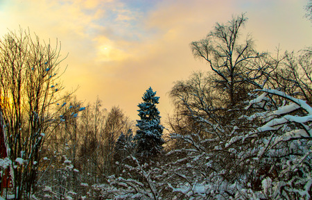 Nature of Moscow regionの写真素材