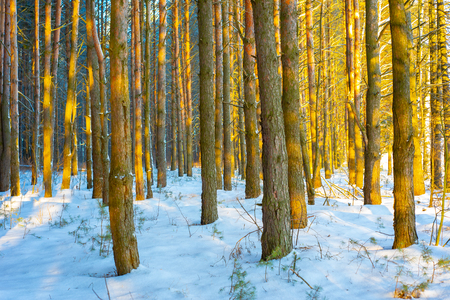 Winter landscape of the Russian province.Sergiev Posad.の写真素材