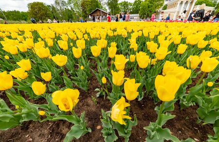 spring first flowers in the meadow - Beautiful bright tulips .Moscow region.Russia.2019の写真素材
