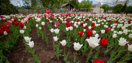 City the Moscow .Spring tulips in the alleys at ENEA.の写真素材