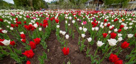 City the Moscow .Spring tulips in the alleys at ENEA.Russia.2019の写真素材