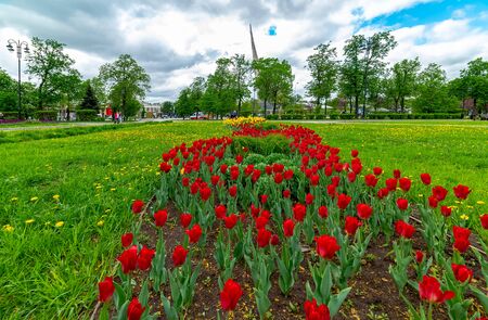 City the Moscow .spring first flowers in the meadow - Beautiful bright tulips.Russia.2019の写真素材