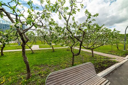 Michurinsky garden.Spring-the flowers bloom on the Apple trees.- beautiful spring flowers.Moscow.Russia.2019のeditorial素材
