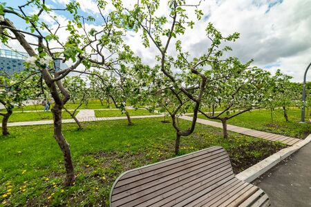 Michurinsky garden.Spring-the flowers bloom on the Apple trees.- beautiful spring flowers.Moscow.Russia.2019の写真素材