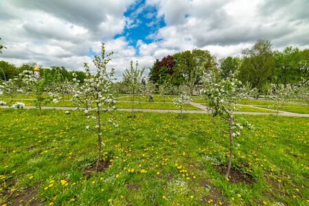 Michurinsky garden.Spring-the flowers bloom on the Apple trees.- beautiful spring flowers.Moscow.Russia.2019の写真素材
