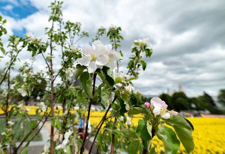 Michurinsky garden -Spring-the flowers bloom on the Apple trees.Moscow region.Russia.2019の写真素材