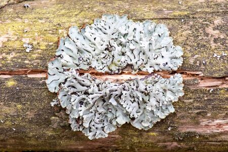 Lichen on the tree bark .Moscow region.Russia.2019の写真素材