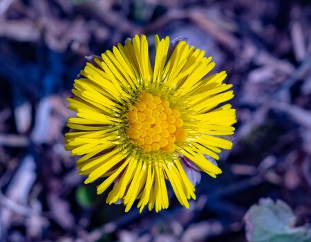 spring first flowers in the meadow - Mother and stepmother .Moscow region.Russia.2019の写真素材