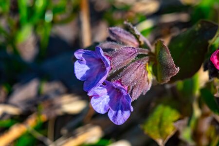 spring first flowers in the meadow - forest lungwort .Moscow region.Russia.2019の写真素材