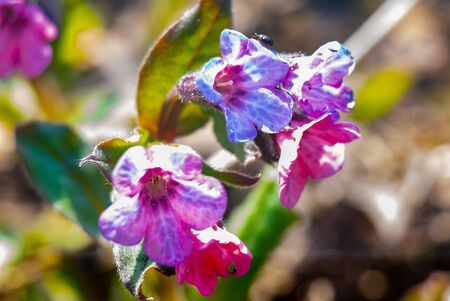 spring first flowers in the meadow - forest lungwort.Moscow region.Russia.2019の写真素材