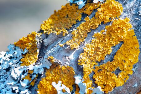 Lichen on the tree bark .Moscow region.Russia.2019の写真素材