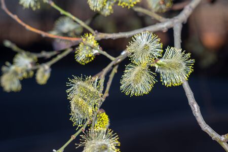 Spring transformation,Willow â Christian symbol.warm spring sunset .Moscow region.Russia.2019の写真素材