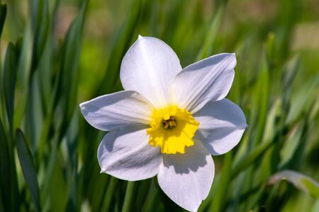 Narcissus flower -Beautiful spring flowers.Spring has come and all nature has blossomed.Moscow region.Russia.2019の写真素材