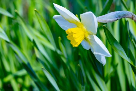 Narcissus flower -Beautiful spring flowers.Beautiful snow white Narcissus.Moscow region.Russia.2019の写真素材